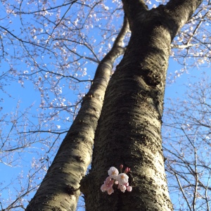 三浦半島の桜　咲き始めの頃 