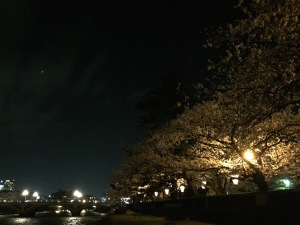 夜桜も